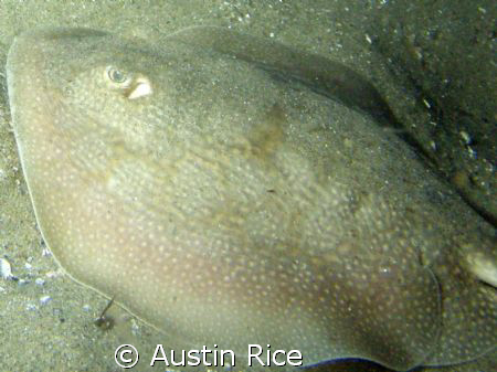 Stingray. Night Dive at Shaw's Cove. by Austin Rice 