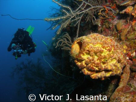  convoluted barrel sponge at balcones dive site in Pargue... by Victor J. Lasanta 