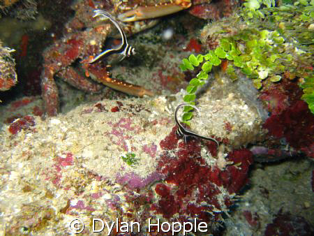 2 drum fish and a crab by Dylan Hopple 