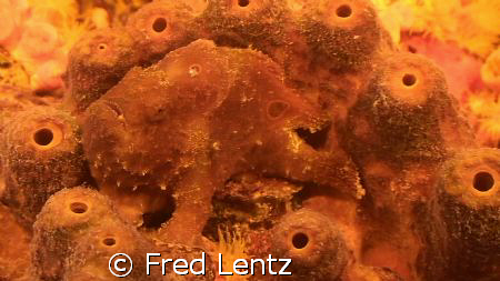 Where is the froggy? by Fred Lentz 