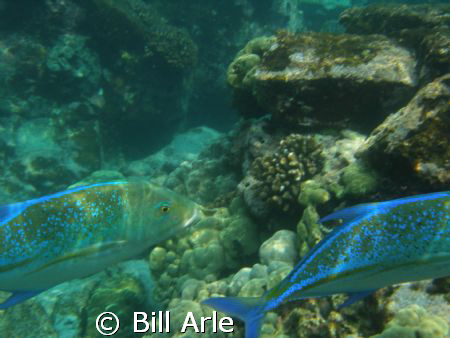 Jacks, Big Island, Hawaii by Bill Arle 