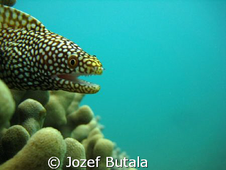 whitemouth moray by Jozef Butala 