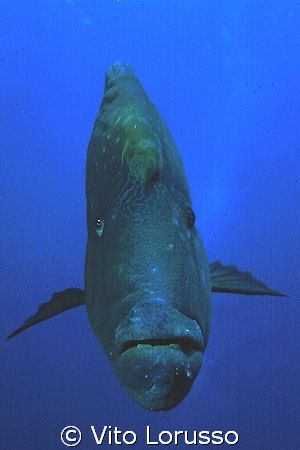 Fishs - Cheilinus undulatus by Vito Lorusso 