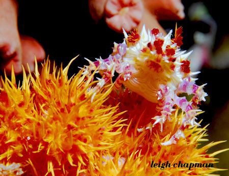 Soft coral crab.  2008. Nikon D200. Note: I was not in Br... by Leigh Chapman 