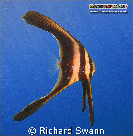 Used my students rental camera to capture this juvenile B... by Richard Swann 