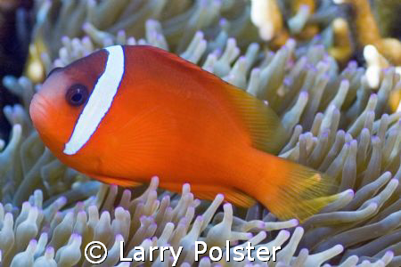 Fiji Anemomefish, Nikon D70s by Larry Polster 