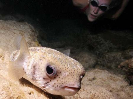 This is a photo of a porcupinefish and my daughter, while... by David Heidemann 