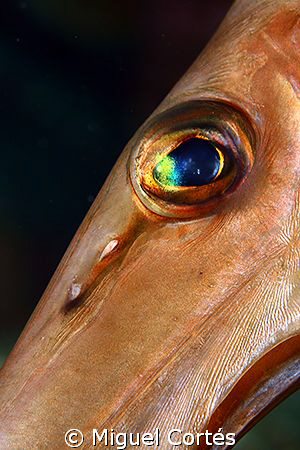 Golden eye. by Miguel Cortés 