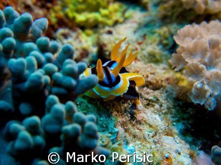 A African Chromodorid (chromodoris africana) the first fo... by Marko Perisic 