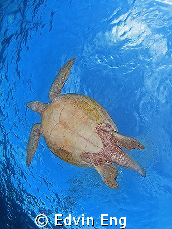 Flying Turtle! Taken in Sipadan with Canon S80, Inon Z240... by Edvin Eng 