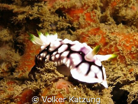 Nudi by Volker Katzung 