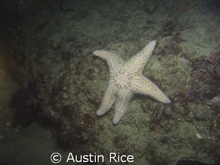 No touch-ups! Night dive at Shaw's Cove, Laguna Beach. by Austin Rice 
