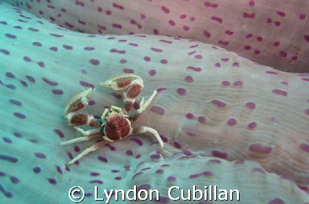 Porcelain Crab behind the anemone. Photo taken at Cabilao... by Lyndon Cubillan 