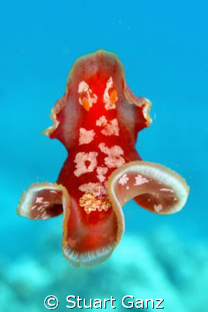 Spanish Dancer doing her thing... by Stuart Ganz 