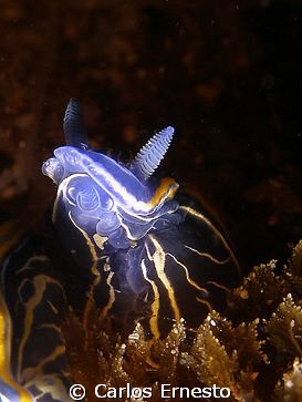 Hypselodoris villafranca. Olympus 7070 and Ys-60 strob. by Carlos Ernesto 