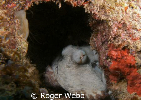 Octopus in lair by Roger Webb 
