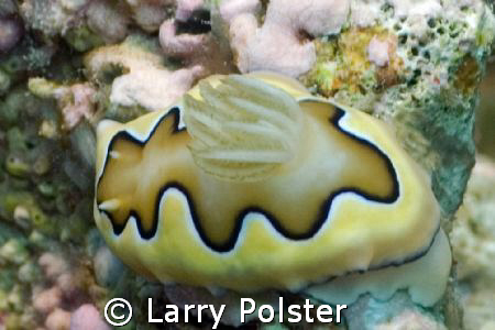 One of many unique nudis in Lembeh by Larry Polster 