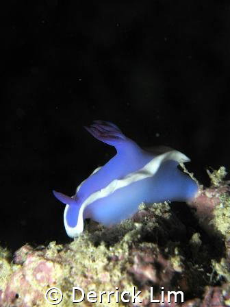 Chromodoris, under Seaventures house reef. Using Canon G9... by Derrick Lim 
