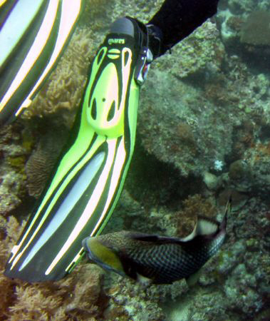 Angry trigger fish by Adrian Newell 