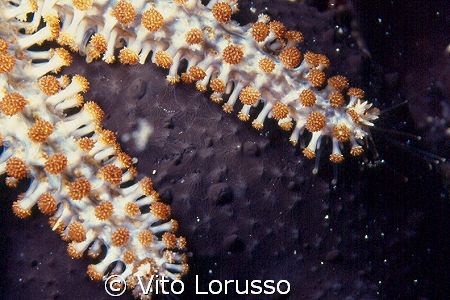 Echinoderms by Vito Lorusso 