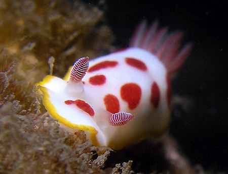 Chromodoris splendida, Bare Island by Doug Anderson 