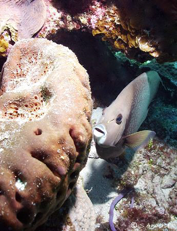 This Grey Angelfish followed me around the reef, so I per... by Steven Anderson 