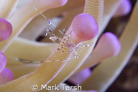 Cleaner Shrimp In Pink Anemone. Nikon D80 with 60mm lense. by Mark Tarsh 