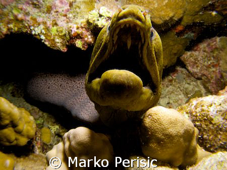 Lets see some teeth. A Giant Moray (gymnothorax javanicus... by Marko Perisic 