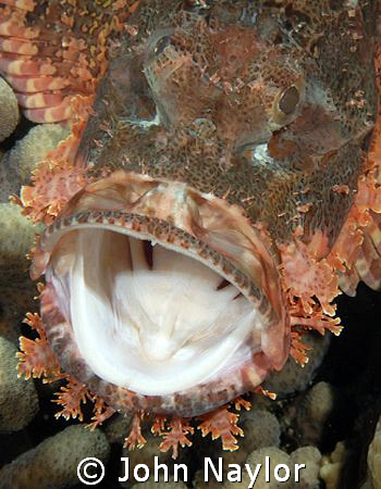 Tassled scorpion fish yawning by John Naylor 