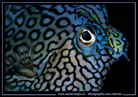 Blue Eyes.... :O) by Michel Lonfat 