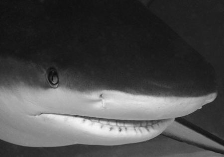 Caribbean Reef Shark, Grand Bahama. by David Heidemann 