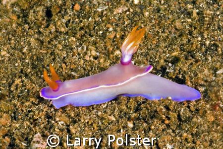 Another Nudi from Lembeh, Nikon D70s, 60 mm, twin Ikelite... by Larry Polster 