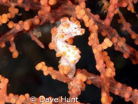 Pygmy seahorse.  60mm macro. Lembeh Strait. by Dave Hunt 