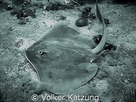 Stingray by Volker Katzung 
