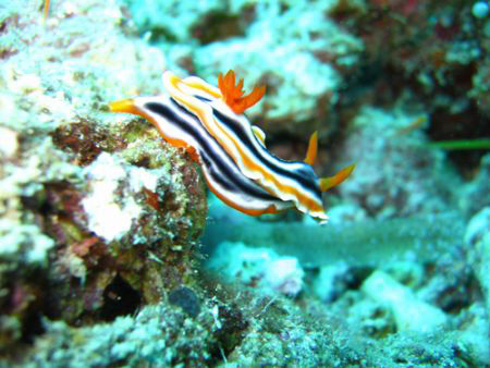Nudibranch by Adrian Newell 