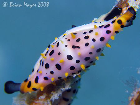 False Cowrie ((Phenacovolva sp.) <0///<<..<0///<<..<0///<... by Brian Mayes 