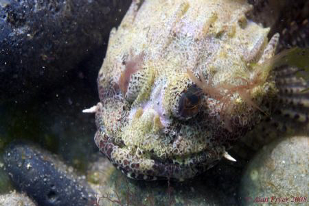 Long Spined Scorpion Fish, Trefor North Wales.  Nikon D80... by Alan Fryer 