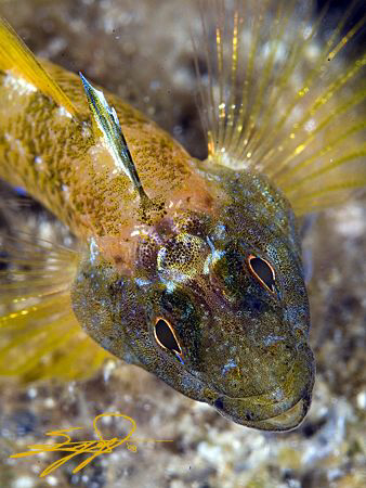 Mediterranean blenny by Nicholas Samaras 
