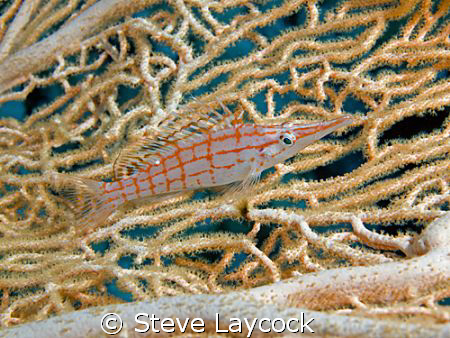 long nosed hawkfish posing for once by Steve Laycock 