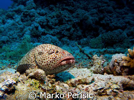 Reef seen with a Greasy Grouper(epinephelus tauvina) taki... by Marko Perisic 