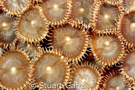 Protopalythoa, photographed at Sharks Cove on Oahu with m... by Stuart Ganz 
