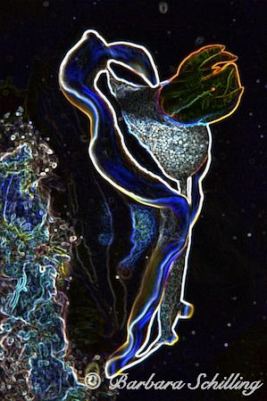 My first try with Photoshop and playing with different op... by Barbara Schilling 