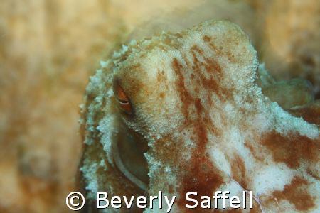 This guy was showing his colors. Night dive of an octopus. by Beverly Saffell 