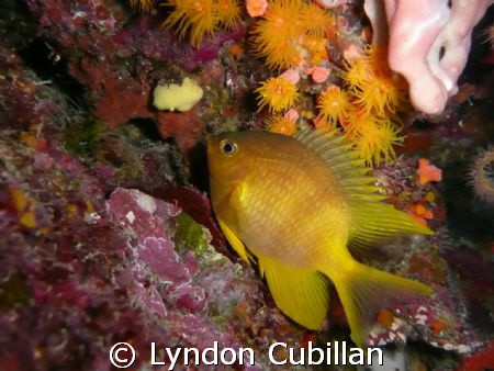 Golden Damsel. I dont know if its just me but i can i spe... by Lyndon Cubillan 