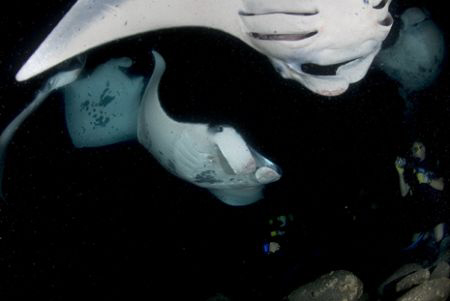 Mantas coming into feed on plankton in Kona.

 by Andy Lerner 