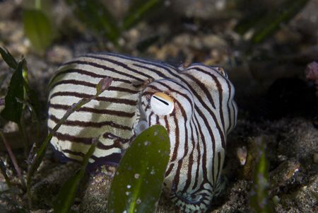 One of the most bizarre marine creatures in the world. Th... by Cal Mero 