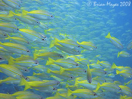 School of Bigeye Snapper (Lutjanus lutjanus) at Tokong La... by Brian Mayes 
