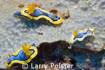 Papa, Mama, and Baby out for a stroll in Lembeh by Larry Polster 