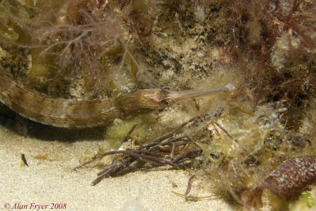 Greater Pipefish, Trefor North Wales, Nikon D80, 60mm by Alan Fryer 