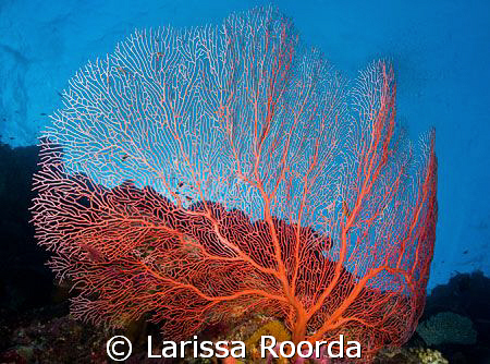 A Sea fan. by Larissa Roorda 